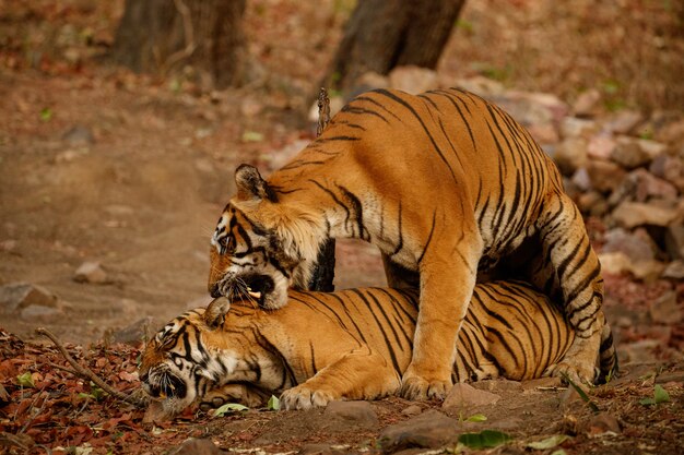 Increíbles tigres de bengala en la naturaleza.