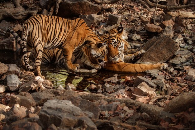 Increíbles tigres de bengala en la naturaleza.