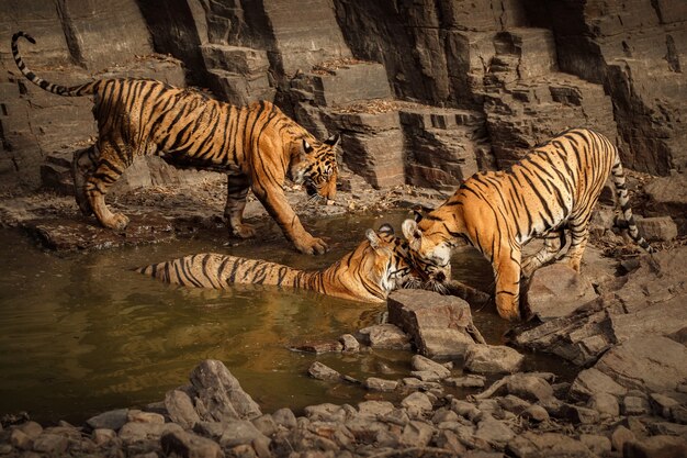 Increíbles tigres de bengala en la naturaleza.