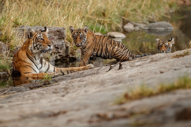 Increíbles tigres de bengala en la naturaleza.