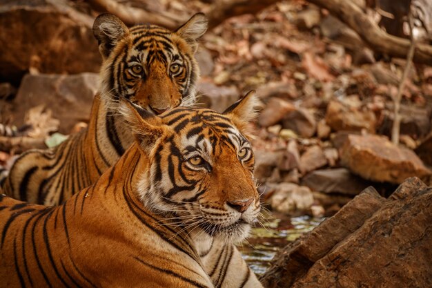 Increíbles tigres de bengala en la naturaleza.