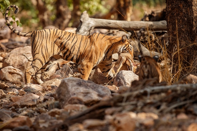 Increíbles tigres de bengala en la naturaleza.