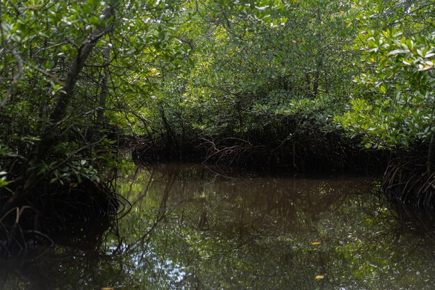 Indonesia, Lembongan, bosque de manglares.