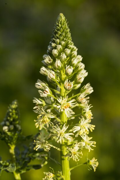 Inflorescencia de mignonette blanca, mignonette blanca vertical, Reseda alba