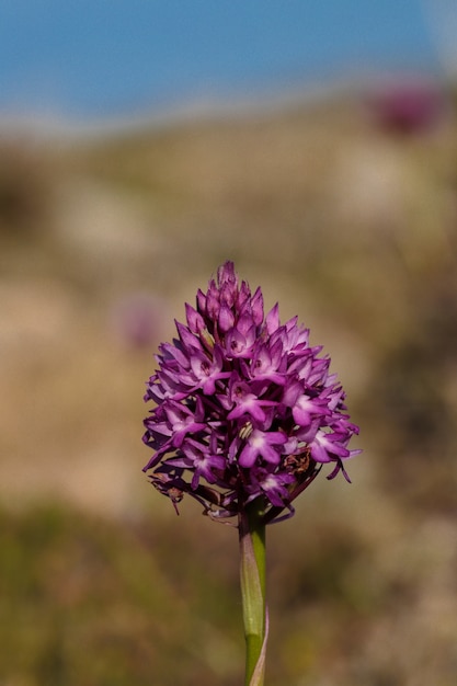 Foto gratuita inflorescencia de orquídea piramidal, anacamptis pyramidalis, malta