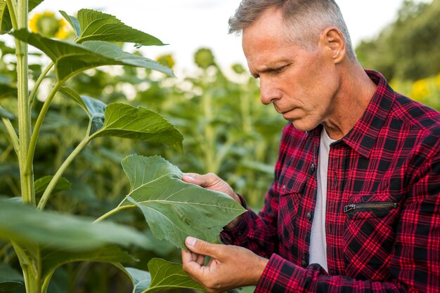 Ingeniero agrónomo inspeccionando atentamente una hoja