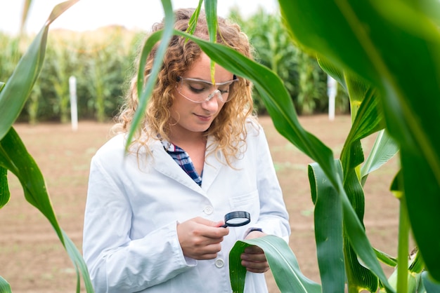 Ingeniero agrónomo con lupa para verificar la calidad de los cultivos de maíz en el campo