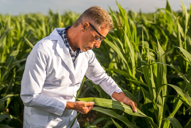 Ingeniero agrónomo mirando una hoja de maíz