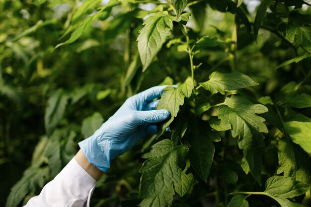 Ingeniero de biotecnología mujer examinando la hoja de la planta en busca de enfermedades