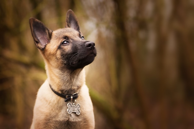 inquietante pastor belga con un collar divertido