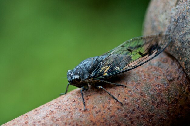 Insecto con alas en un árbol