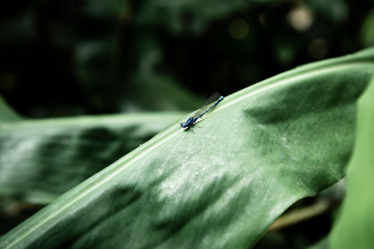 Foto gratuito insecto azul en fotografía macro de hoja