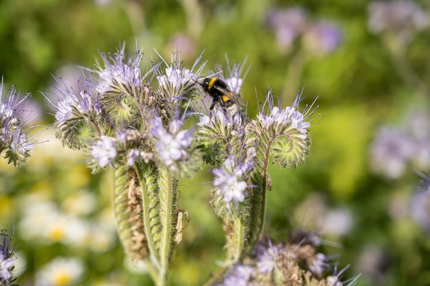 Insecto en las flores en el campo durante el día.