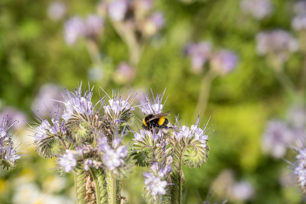 Insecto en las flores en el campo durante el día.