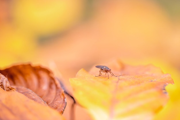 Insecto en la hoja amarilla de otoño en el bosque de otoño