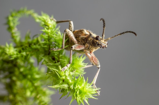 Insecto con largas antenas sentado en planta