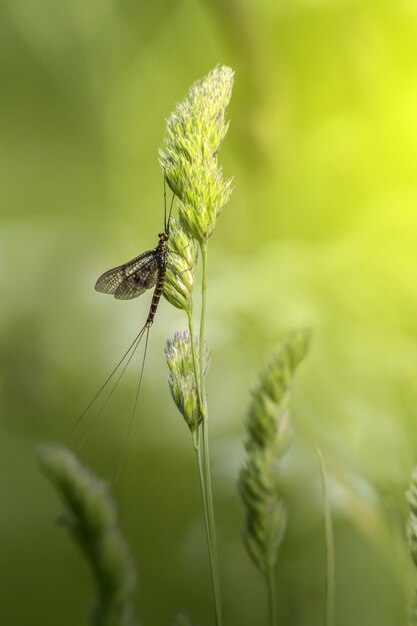 Insecto largo sentado en planta verde