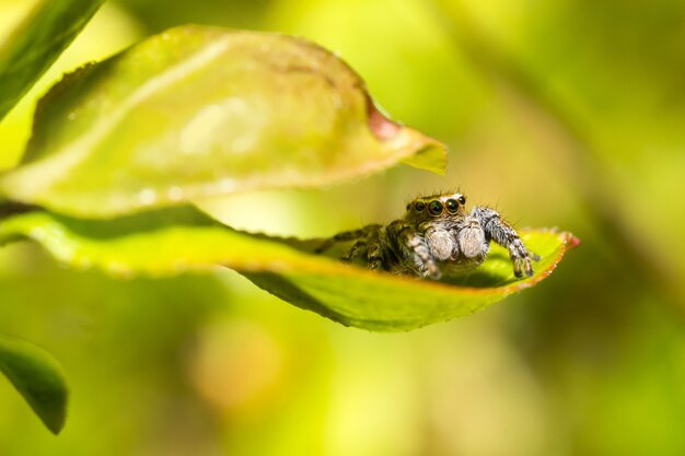 Insecto marrón y negro en hoja verde