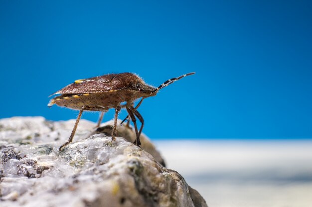 Insecto marrón y negro sobre roca gris