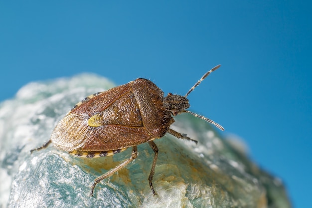 Insecto marrón y negro sobre superficie azul