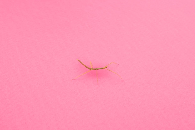 Insecto pequeño laico plano con espacio de copia