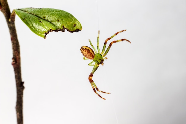 Foto gratuita insecto verde y marrón con patas largas.