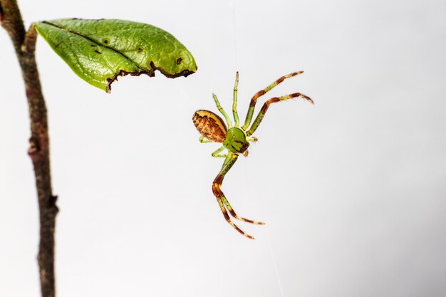 Insecto verde y marrón con patas largas.