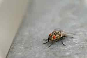 Foto gratuita insectos de cerca hermosa foto macro de una mosca