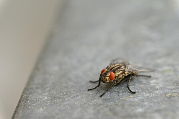 Insectos de cerca Hermosa foto macro de una mosca