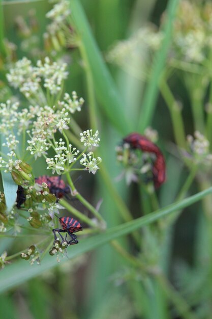 Insectos en las flores del campo blanco.