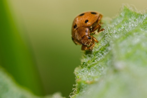 Foto gratuita una inspección en una hoja