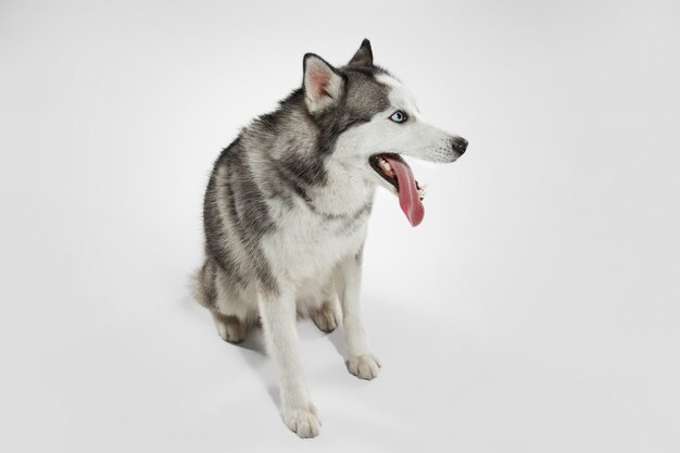 Interesado. Perro de compañía Husky está planteando. Lindo perrito gris blanco juguetón o mascota jugando sobre fondo blanco de estudio. Concepto de movimiento, acción, movimiento, amor de mascotas. Parece feliz, encantado, divertido.