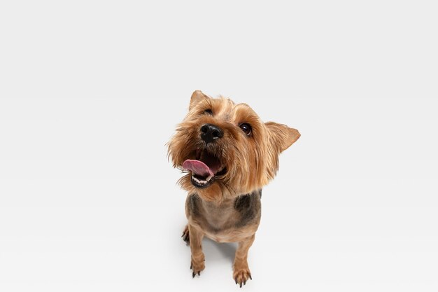 Interesado. Perro yorkshire terrier está planteando. Lindo perrito negro marrón juguetón o mascota jugando sobre fondo blanco de estudio. Concepto de movimiento, acción, movimiento, amor de mascotas. Parece feliz, encantado, divertido.