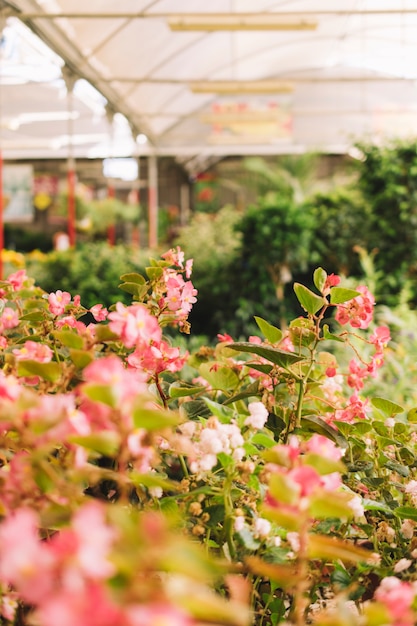 Invernadero con flores rosas