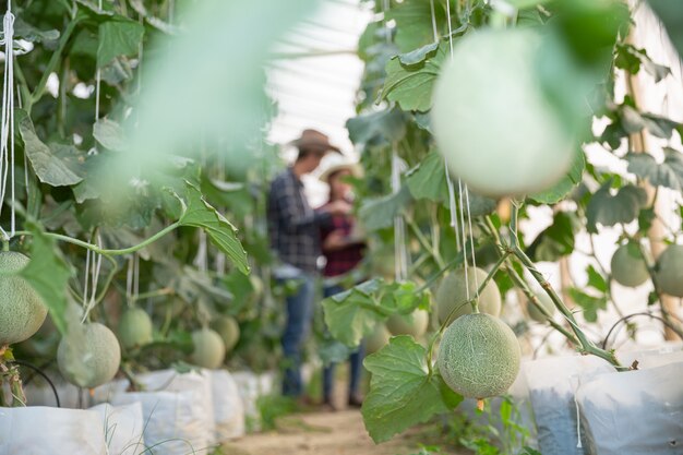 Investigador agrícola con la tableta inspeccionar lentamente las plantas.