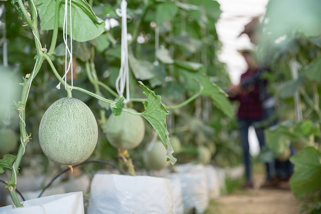 Investigador agrícola con la tableta inspeccionar lentamente las plantas.