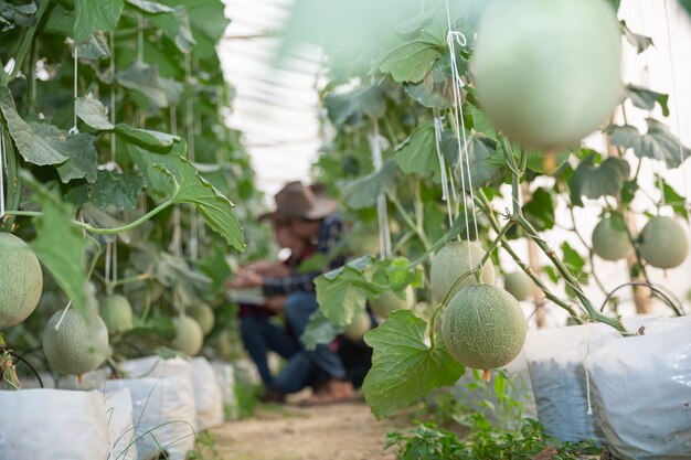 Investigador agrícola con la tableta inspeccionar lentamente las plantas.