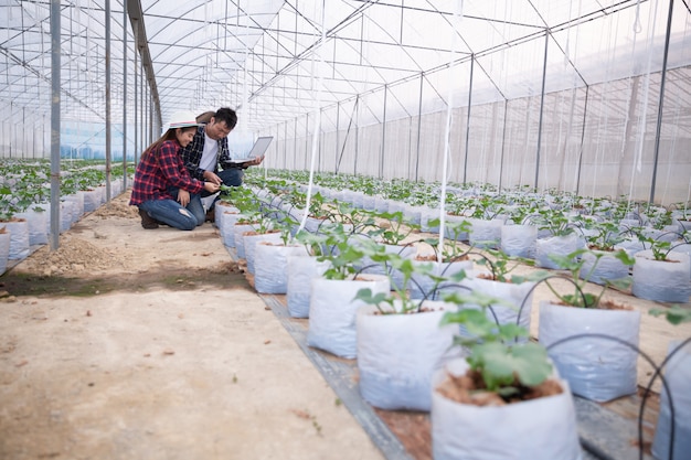 Foto gratuita investigador agrícola con la tableta inspeccionar lentamente las plantas.