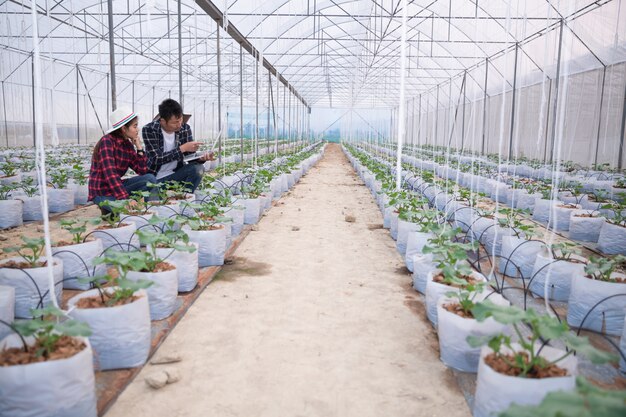 Investigador agrícola con la tableta inspeccionar lentamente las plantas.