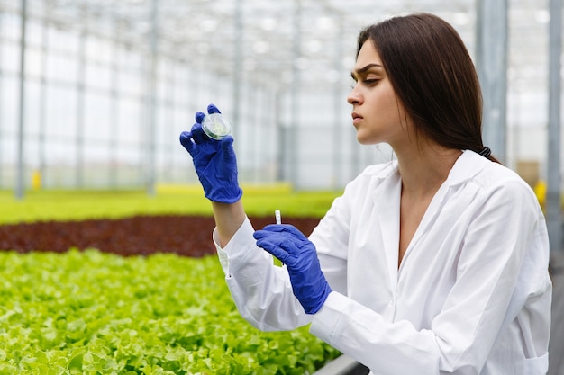 Investigador femenino mira una vegetación en la placa de Petri de pie en el invernadero