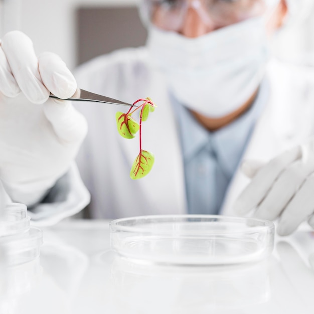 Investigador en el laboratorio de biotecnología con planta y placa de petri