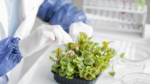 Investigador con planta en el laboratorio de biotecnología