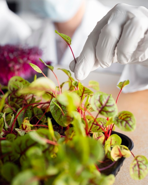 Investigador con planta en el laboratorio de biotecnología