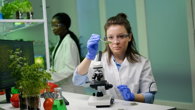 Investigador splecialist tomando con pinzas muestras de hojas analizando bajo microscopio