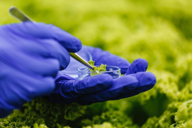 Investigador toma una sonda de planta verde y la coloca en una placa de Petri