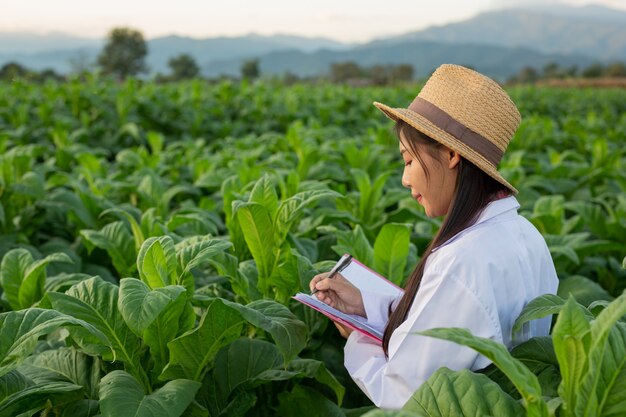 Investigadoras examinaron hojas de tabaco.