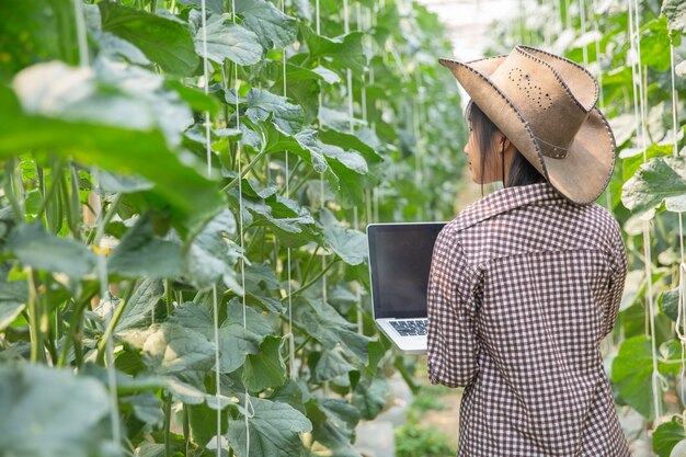 Los investigadores de plantas están comprobando los efectos del melón.