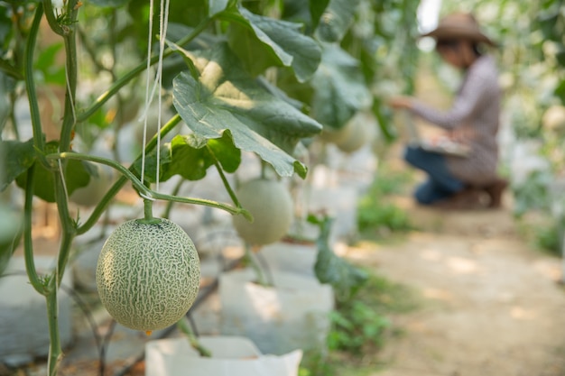 Los investigadores de plantas están comprobando los efectos del melón.