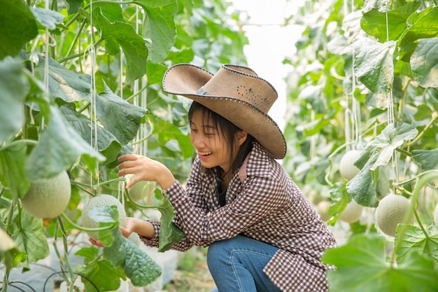 Los investigadores de plantas están investigando el crecimiento de melón.