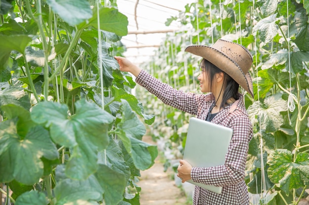 Los investigadores de plantas están investigando el crecimiento de melón.